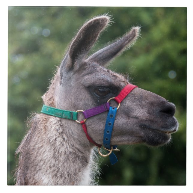Llama Superiority Ceramic Tile (Front)