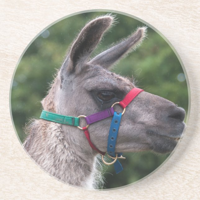 Llama Superiority Coaster (Front)
