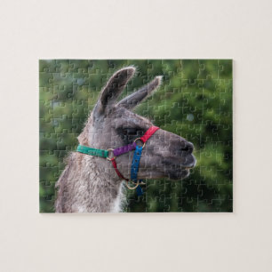 Llama Superiority Jigsaw Puzzle