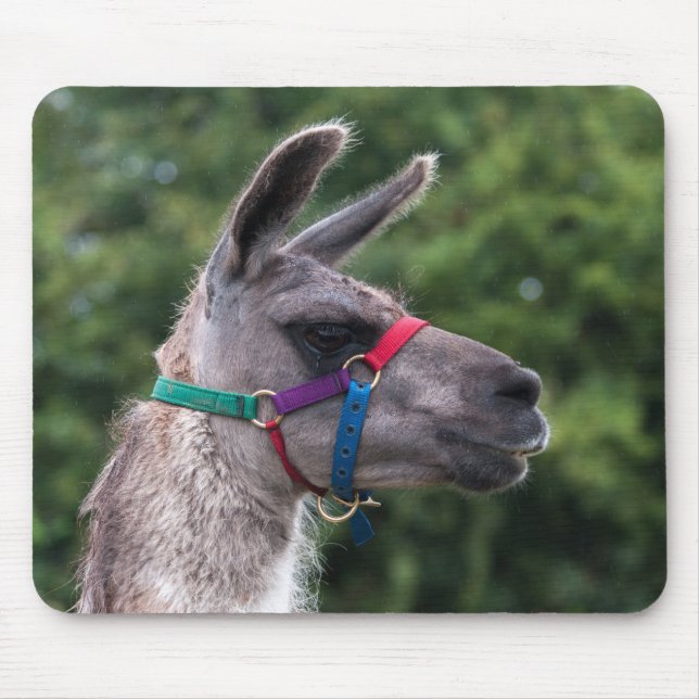 Llama superiority mouse pad (Front)
