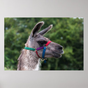 Llama Superiority Poster