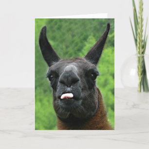 Llama with Attitude - Sticking out Tongue Photo Card