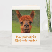 Llama Wonder Birthday