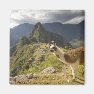 LLamas and an over look of Machu Picchu, Magnet
