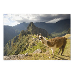 LLamas and an over look of Machu Picchu, Photo Print