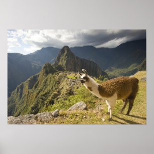 LLamas and an over look of Machu Picchu, Poster