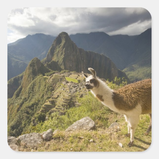 LLamas and an over look of Machu Picchu, Square Sticker (Front)