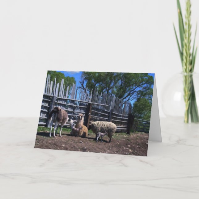 Llamas and Lambs Thank You Card (Front)