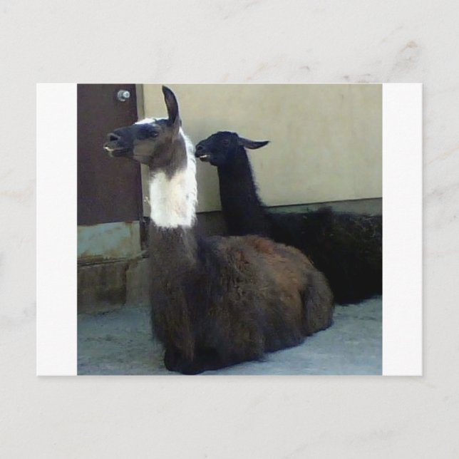 Llamas as the Zoo image Postcard (Front)
