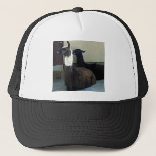 Llamas as the Zoo image Trucker Hat