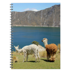 Llamas Notebook