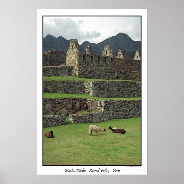 Llamas of Machu Picchu  Peru Poster (Front)