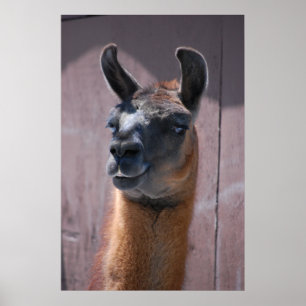 Llamas Poster