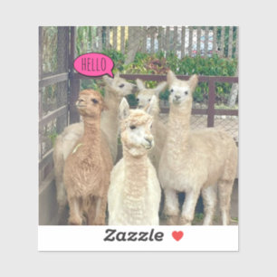 Llamas ready to party on an acrylic sticker
