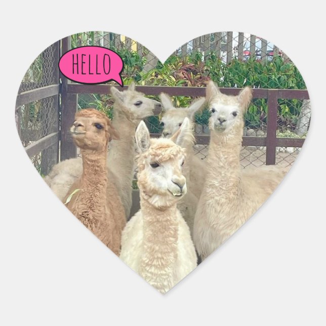Llamas ready to party on seals (Front)