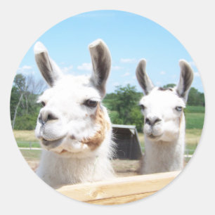 Llamas Sticker