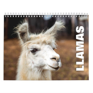 Llamas Wall Calendar