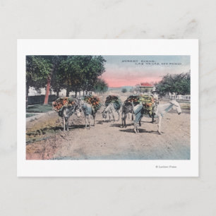 Loaded Donkeys on the StreetLas Vegas, NM Postcard