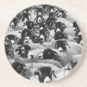 LOADS of Rams Sheep Black and White Coaster