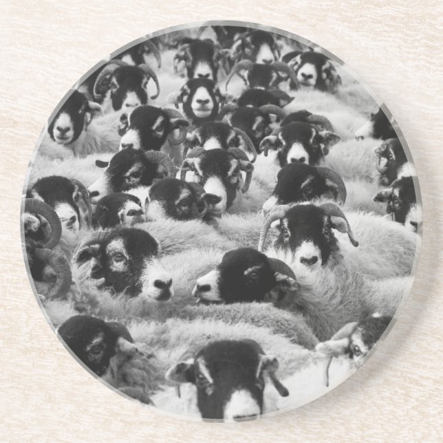 LOADS of Rams Sheep Black and White Coaster (Front)