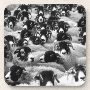 LOADS of Rams Sheep Black and White Coaster