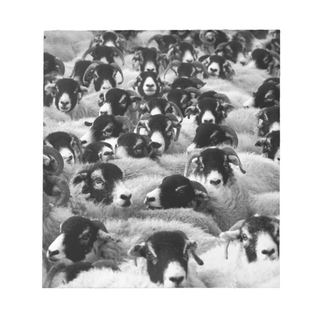 LOADS of Rams Sheep Black and White Notepad (Front)
