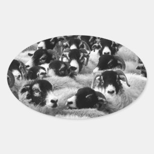 LOADS of Rams Sheep Black and White Oval Sticker
