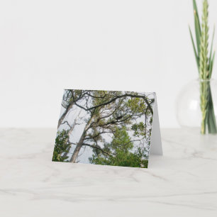 Lob Lolly Pine Trees OBX Note Card