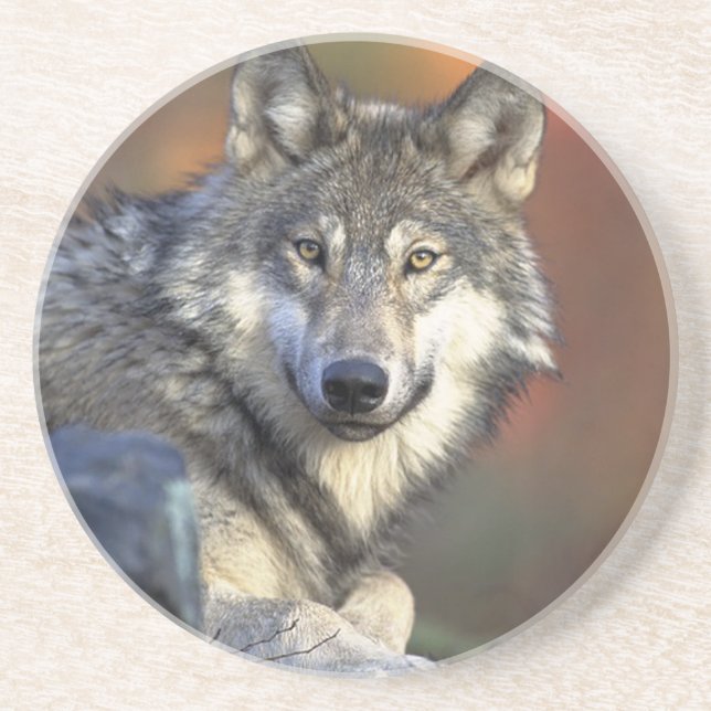 Lobo Gris Coaster (Front)