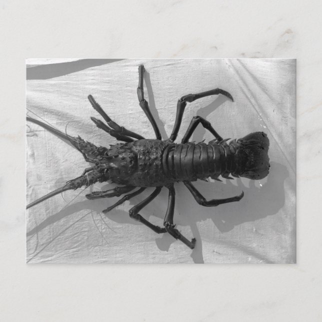 Lobster Black and White Photograph Postcard (Front)