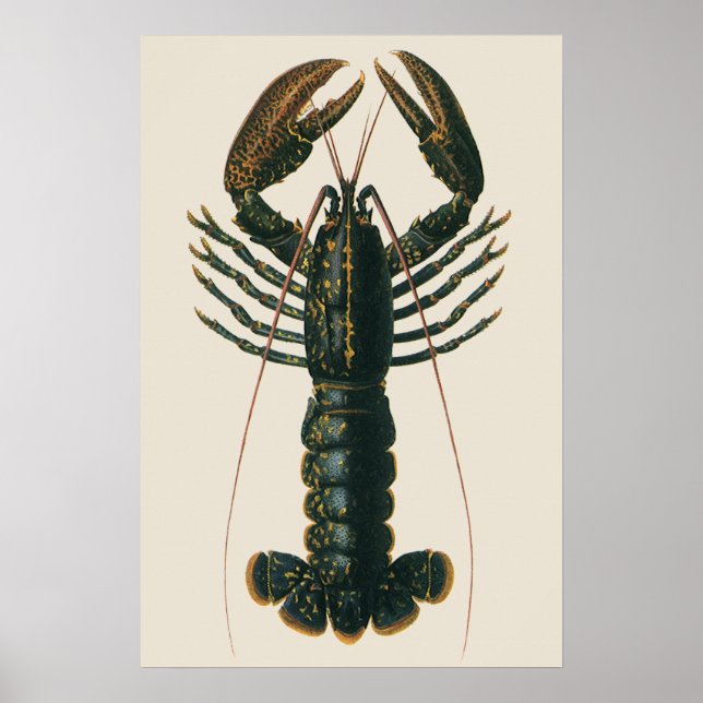 Lobster Claws Vintage Marine Ocean Life Crustacean Poster (Front)