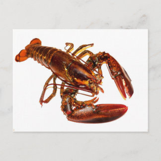 Lobster Postcard