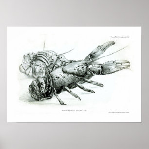 Lobster Poster