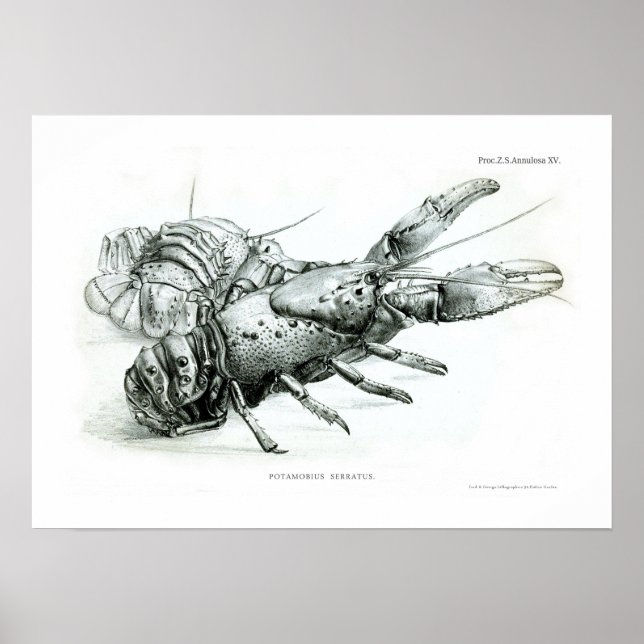 Lobster Poster (Front)