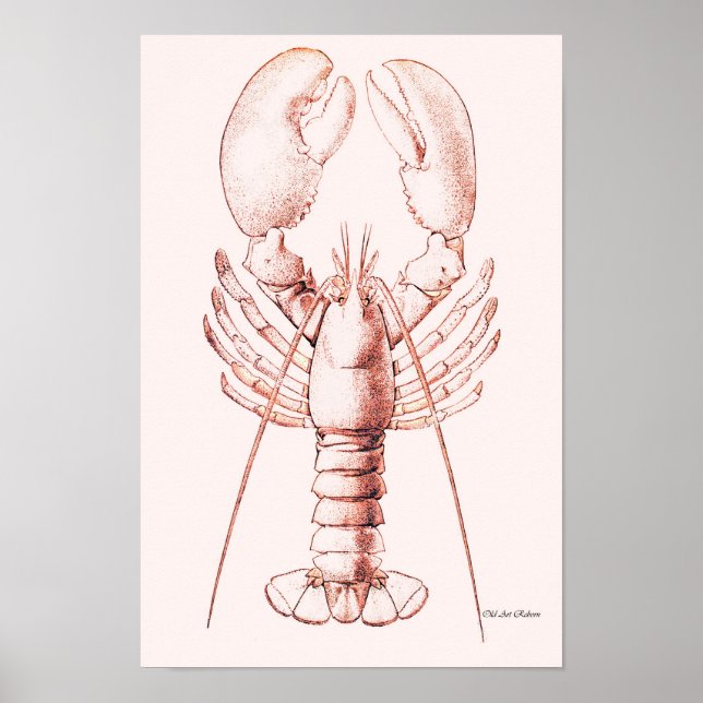 Lobster Poster ~ American Lobster (Front)
