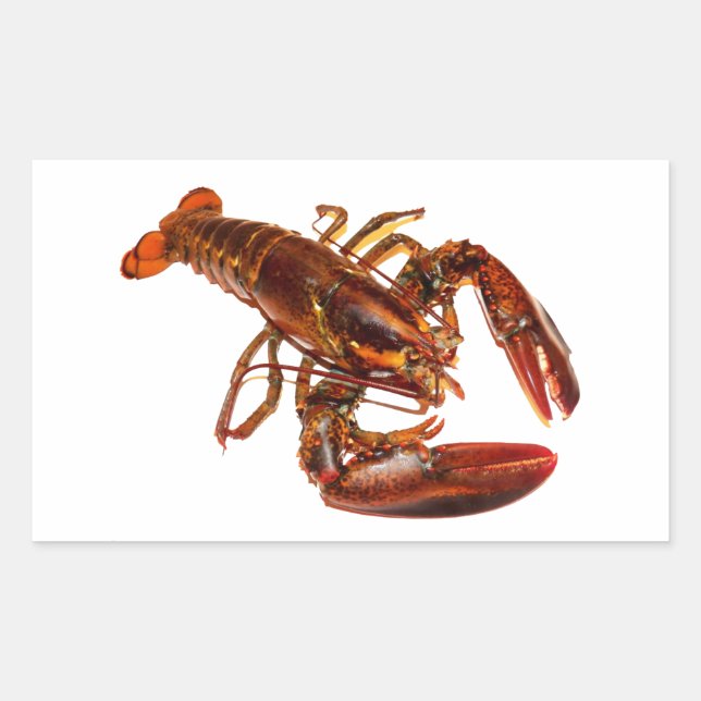 Lobster Rectangular Sticker (Front)