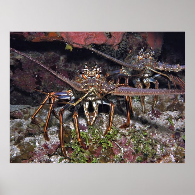 Lobster Stare Poster (Front)