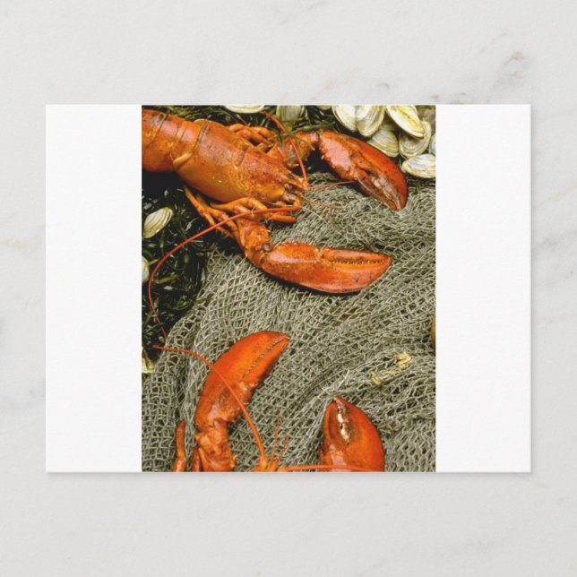 Lobsters Postcard (Front)