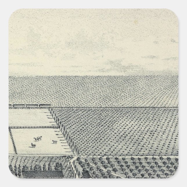 Locan Vineyard, Fresno Square Sticker (Front)