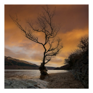 Loch Lomond Firkin Point Single Tree Sunrise Poster