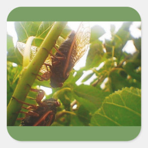 Locust Country Square Glossy Sticker