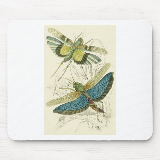 Locusta Cristata (lower), Locusta flava (upper) Mouse Pad (Front)
