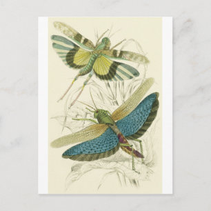 Locusta Cristata (lower), Locusta flava (upper) Postcard