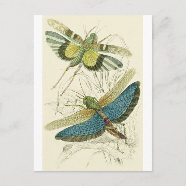 Locusta Cristata (lower), Locusta flava (upper) Postcard (Front)