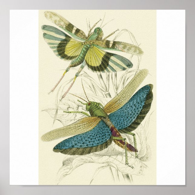 Locusta Cristata (lower), Locusta flava (upper) Poster (Front)