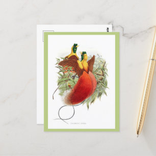 Loddigesia Mirabilis  Postcard