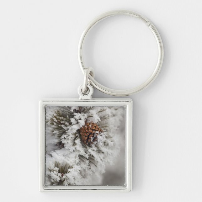 Lodgepole Pine cone in winter in Yellowstone Key Ring (Front)