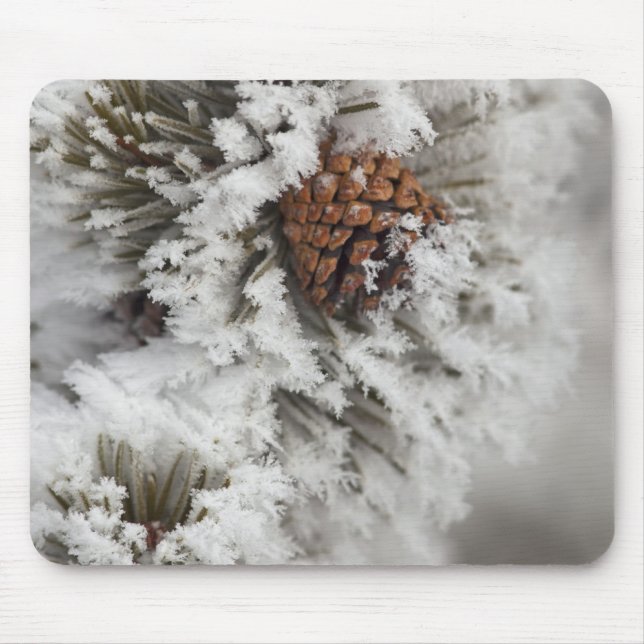 Lodgepole Pine cone in winter in Yellowstone Mouse Pad (Front)