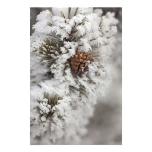 Lodgepole Pine cone in winter in Yellowstone Photo Print