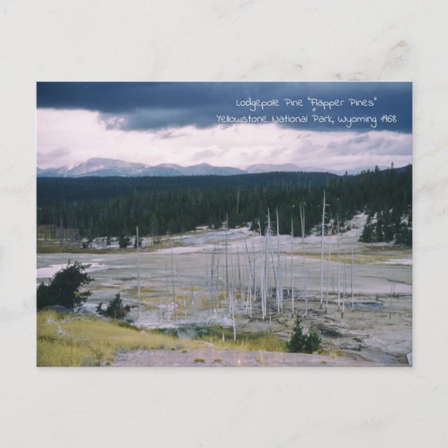 Lodgepole Pine Yellowstone National Park 1968 Postcard (Front)